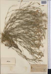 Dianthus karataviensis Pavlov, Middle Asia, Western Tian Shan & Karatau (M3) (Kazakhstan)
