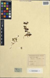 Trifolium leucanthum M.Bieb., Crimea (KRYM) (Russia)