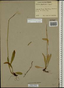 Pilosella floribunda (Wimm. & Grab.) Fr., Eastern Europe, Central region (E4) (Russia)