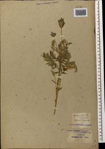Oxytropis pilosa (L.)DC., Caucasus, Krasnodar Krai & Adygea (K1a) (Russia)