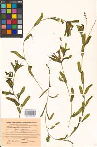 Potamogeton crispus L., Eastern Europe, Moscow region (E4a) (Russia)