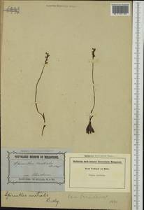 Spiranthes sinensis (Pers.) Ames, Australia & Oceania (AUSTR) (Australia)