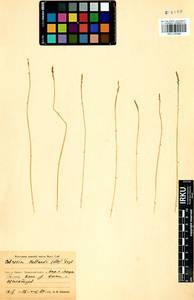 Carex myosuroides Vill., Siberia, Baikal & Transbaikal region (S4) (Russia)