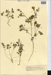 Corydalis capnoides (L.) Pers., Middle Asia, Dzungarian Alatau & Tarbagatai (M5) (Kazakhstan)