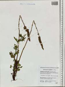 Nepeta multifida L., Siberia, Baikal & Transbaikal region (S4) (Russia)