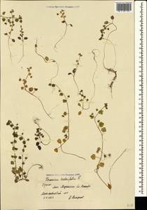 Veronica hederifolia L., Crimea (KRYM) (Russia)