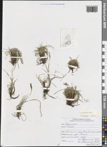 Carex humilis Leyss., Caucasus, North Ossetia, Ingushetia & Chechnya (K1c) (Russia)