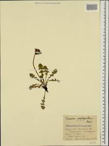Taraxacum porphyranthum Boiss., Caucasus, Stavropol Krai, Karachay-Cherkessia & Kabardino-Balkaria (K1b) (Russia)