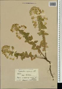 Euphorbia agraria M.Bieb., Crimea (KRYM) (Russia)