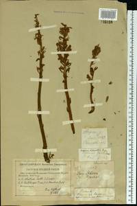 Orobanche elatior, Eastern Europe, Central forest-and-steppe region (E6) (Russia)