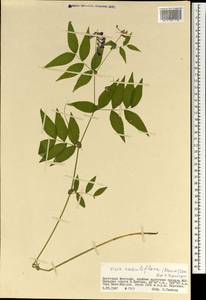 Vicia ramuliflora (Maxim.)Ohwi, Mongolia (MONG) (Mongolia)