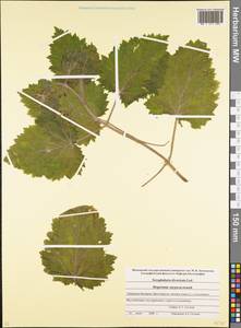 Scrophularia divaricata Ledeb., Caucasus, Stavropol Krai, Karachay-Cherkessia & Kabardino-Balkaria (K1b) (Russia)