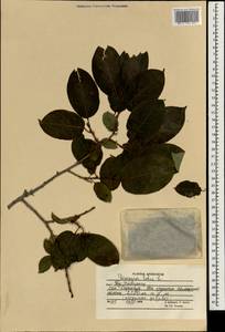 Diospyros lotus L., South Asia, South Asia (Asia outside ex-Soviet states and Mongolia) (ASIA) (Afghanistan)