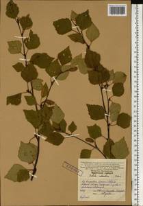 Betula pubescens var. pubescens, Eastern Europe, Northern region (E1) (Russia)