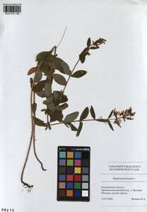 KUZ 018 139, Hypericum hirsutum L., Siberia, Altai & Sayany Mountains (S2) (Russia)