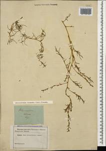 Petrosimonia triandra (Pall.) Simonk., Caucasus, Dagestan (K2) (Russia)