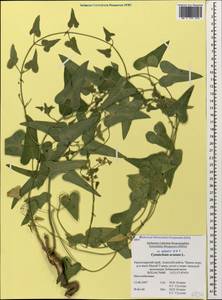 Cynanchum acutum L., Caucasus, Krasnodar Krai & Adygea (K1a) (Russia)