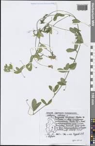 Lathyrus tuberosus L., Eastern Europe, Volga-Kama region (E7) (Russia)