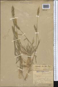 Polypogon fugax Nees ex Steud., Middle Asia, Syr-Darian deserts & Kyzylkum (M7) (Uzbekistan)