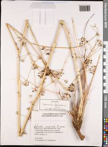 Autumnalia botschantzevii Pimenov, Middle Asia, Western Tian Shan & Karatau (M3) (Kazakhstan)