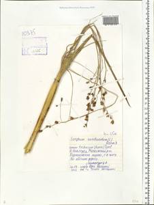 Sorghum bicolor (L.) Moench, Eastern Europe, Volga-Kama region (E7) (Russia)