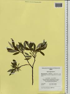 Salix lapponum L., Eastern Europe, Northern region (E1) (Russia)