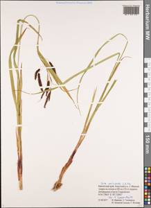 Carex macrocephala Willd. ex Spreng., Siberia, Chukotka & Kamchatka (S7) (Russia)