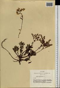 Phedimus hybridus (L.) 't Hart, Siberia, Altai & Sayany Mountains (S2) (Russia)