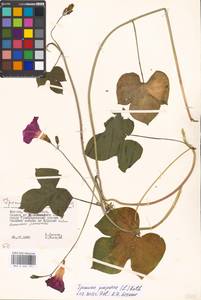 Ipomoea purpurea (L.) Roth, Eastern Europe, Moscow region (E4a) (Russia)