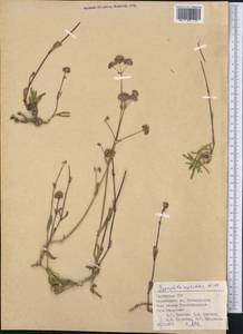 Gypsophila cephalotes (Schrenk) F.N. Williams, Middle Asia, Pamir & Pamiro-Alai (M2) (Tajikistan)