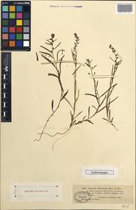 Thesium alatavicum Kar. & Kir., Middle Asia, Dzungarian Alatau & Tarbagatai (M5) (Kazakhstan)