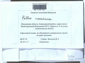 Pellia neesiana (Gottsche) Limpr., Bryophytes, Bryophytes - Moscow City & Moscow Oblast (B6a) (Russia)