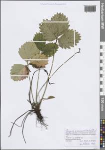 Fragaria × ananassa (Weston) Rozier, Eastern Europe, Volga-Kama region (E7) (Russia)