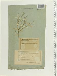 Psammophiliella muralis (L.) lkonn., Eastern Europe, Northern region (E1) (Russia)
