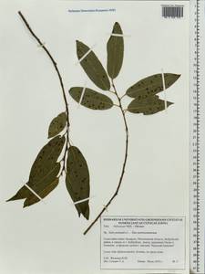 Salix pentandra L., Eastern Europe, Belarus (E3a) (Belarus)