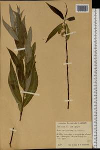 Salix × rubens Schrank, Eastern Europe, Central region (E4) (Russia)