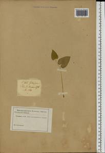 Maianthemum bifolium (L.) F.W.Schmidt, Eastern Europe, North Ukrainian region (E11) (Ukraine)
