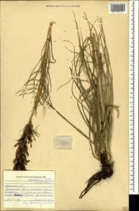 Asphodeline lutea (L.) Rchb., Crimea (KRYM) (Russia)