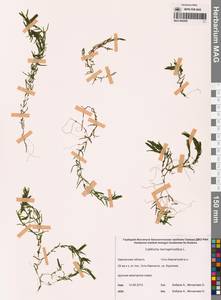 Callitriche hermaphroditica L., Siberia, Chukotka & Kamchatka (S7) (Russia)