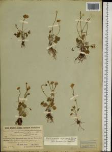 Ranunculus rigescens Turcz. ex Ovcz., Siberia, Baikal & Transbaikal region (S4) (Russia)