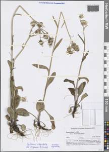 Tephroseris integrifolia (L.) Holub, Siberia, Altai & Sayany Mountains (S2) (Russia)