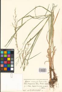 Glyceria nemoralis (R.Uechtr.) R.Uechtr. & Koern., Eastern Europe, West Ukrainian region (E13) (Ukraine)