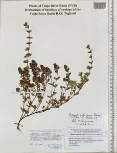 Thymus sibiricus (Serg.) Klokov & Des.-Shost., Siberia, Western Siberia (S1) (Russia)