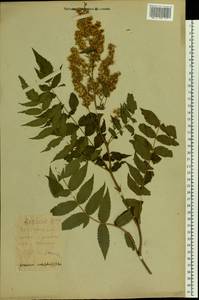 Sorbaria sorbifolia (L.) A. Braun, Eastern Europe, Belarus (E3a) (Belarus)