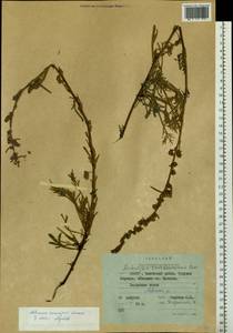 Artemisia karavajevii Leonova, Siberia, Yakutia (S5) (Russia)