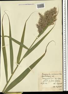 Phragmites australis (Cav.) Trin. ex Steud., Eastern Europe, Central forest region (E5) (Russia)