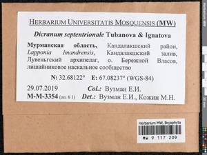 Dicranum septentrionale Tubanova & Ignatova, Bryophytes, Bryophytes - Karelia, Leningrad & Murmansk Oblasts (B4) (Russia)