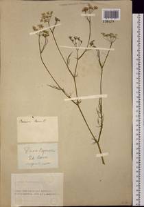 Carum carvi L., Siberia, Altai & Sayany Mountains (S2) (Russia)