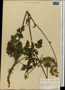 Silphiodaucus hispidus (M.Bieb.) Spalik, Wojew., Banasiak, Piwczyñski & Reduron, Caucasus, Krasnodar Krai & Adygea (K1a) (Russia)