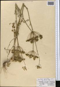 Oedibasis apiculata (Kar. & Kir.) Koso-Pol., Middle Asia, Western Tian Shan & Karatau (M3) (Kyrgyzstan)